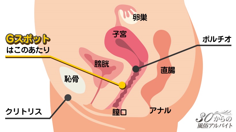 潮吹きとgスポットの密接な関係 やり方解説 女性必見 画像つき 30からの風俗アルバイト ブログ